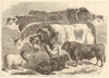 Meeting of the Royal Agricultural Society at Manchester: Prize cattle 1869