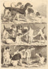 Agricultural meeting, Lincoln: prize foxhounds. Lincolnshire. Dogs 1869 print