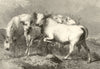 Chillingham Wild Cattle. Cows 1872 old antique vintage print picture