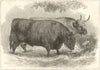 Prize Oxen at the Smithfield Club Cattle Show. London 1872 old antique print