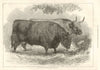 Prize Oxen at the Smithfield Club Cattle Show. London 1872 old antique print
