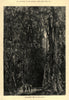 India-Rubber trees in the Forest 1875 old antique vintage print picture