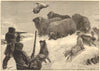 Shooting Musk Oxen in the Arctic Regions 1881 old antique print picture