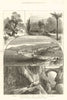 Menton. Olive trees. English Church. Villefranche. Alpes-Maritimes 1882 print
