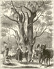 Olive Gathering at Menton in April. Alpes-Maritimes 1882 old antique print