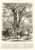 Olive Gathering at Menton in April. Alpes-Maritimes 1882 old antique print