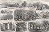 Epping Forest. High Beech. Chingford Station. Ambresbury Banks. Essex 1882