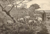 The good shepherd. Sheep. Farming 1884 old antique vintage print picture