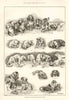The Kennel Club dog show at the Crystal Palace. London 1887 old antique print