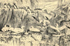 Birds on the Bass Rock, Natural History Museum, South Kensington. Scotland 1888