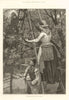 Cherry-picking for the London market. Farming. Fruit ladders 1889 old print