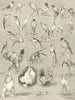 National Poultry Show & London Ornithological Society's Show. Birds 1889 print