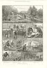 Fish breeding: A Surrey Trout farm. Andrews Hind head Haslemere Guildford 1890
