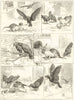 Two Heads are better than one. Cats 1890 old antique vintage print picture
