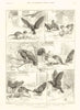 Two Heads are better than one. Cats 1890 old antique vintage print picture