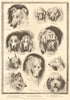 Sketches from the dog show at the Crystal Palace. London 1890 old print