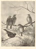 Hard times. Drawn by Henry Sannard. Fine Arts. Birds 1897 old antique print