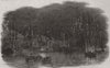 IRELAND. An Cóbh. The illuminations in Cove, now Cobh 1849 old antique print