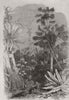 NEW SOUTH WALES. Forest scene on the Illawarra Mountains. Australia 1868 print
