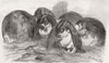 RABBITS. Prize rabbits 1853 old antique vintage print picture