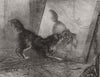 DOGS. Unpleasant reflections, by P Macquoid 1872 old antique print picture
