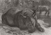 SUMATRA RHINOCEROS. Zoological Society's Gardens. London Zoo 1872 old print