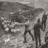 SHEEP.  (caption missing)  1880 old antique vintage print picture