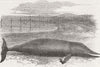 CUMBS. Whale captured at Grune Point, Cumberland 1855 old antique print