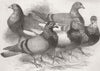 LONDON. Crystal Palace. Winners in the Pigeon Race 1872 old antique print