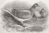 BELGIUM. The Antwerp Carrier Pigeon 1871 old antique vintage print picture