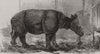 RHINOS. Javan Rhinoceros (Sondaicus), London zoo 1874 old antique print