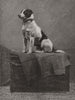 DOGS. Railway Jack, run over at Norwood 1882 old antique vintage print picture