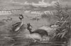 1882 old antique vintage print picture