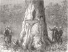 SOUTH AFRICA. Cathcart Tree, 12th Pass, Waterkloof 1878 old antique print