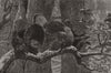 1871 old antique vintage print picture
