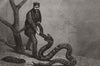 SNAKES. Python swallowing Boa, London zoo 1871 old antique print picture