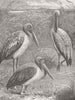 LONDON. West African Tantalus, zoo, Regent's Park 1863 old antique print