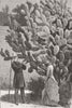 SOUTH AFRICA. Graffiti on Cacti 1883 old antique vintage print picture