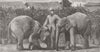BURMA. Burmese elephants born, captivity 1881 old antique print picture