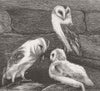 BIRDS. Barn owls, Chilitington Church steeple, Sussex 1876 old antique print