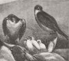BIRDS. Peregrine Falcons & young, Perthshire 1876 old antique print picture