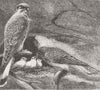 BIRDS. Kestrels & young, Gairloch, Ross-Shire 1876 old antique print picture