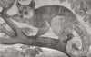 SOUTH AFRICA. Galago, brought by Dr Livingstone 1864 old antique print picture