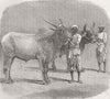 INDIA. Farm show, Roorkee. Prize field-bullocks 1855 old antique print picture