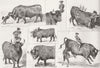 LONDON. Senor Ortega & Bull, Westminster Aquarium 1879 old antique print