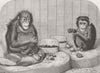 LONDON. Chimpanzee & ourang-outang, zoo 1864 old antique vintage print picture
