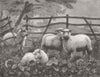 SHEEP. 'Tis opportunity that makes Thief 1879 old antique print picture