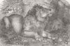 LONDON. Indian Lions, zoo, Regent's park 1854 old antique print picture
