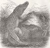 LONDON. Alligators, Zoological Society's Menagerie 1854 old antique print