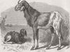 LONDON. Long-eared Africans sheep, zoo, Regent's Park 1866 old antique print